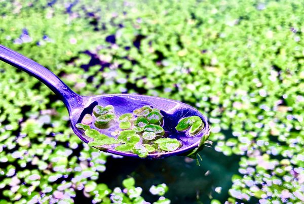 Kelly Andres, Water Lentil Trials