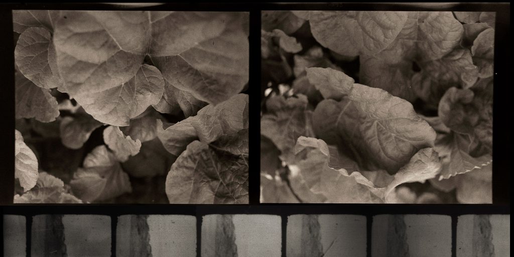 Barbara Reimer, In the Rhubarb, 2025. Barbara Reimer, Plato’s cave, 2023.