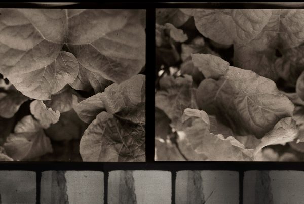 Barbara Reimer, In the Rhubarb, 2025. Barbara Reimer, Plato’s cave, 2023.