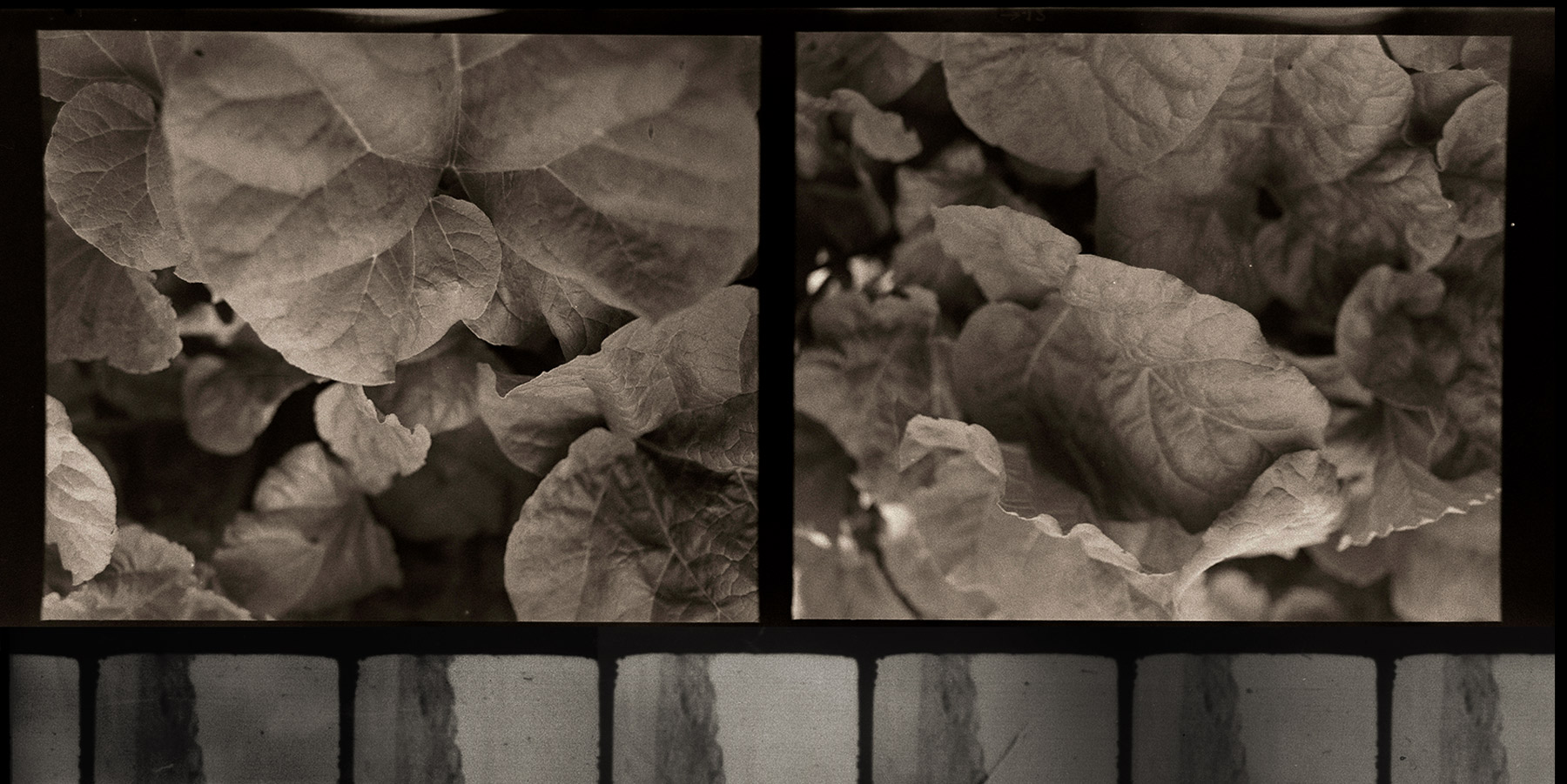 Barbara Reimer, In the Rhubarb, 2025. Barbara Reimer, Plato’s cave, 2023.